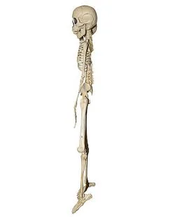 Spirit Halloween 20 Inch Two-Headed Skeleton -Spirit Halloween Boutique 01344241 c