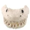 Spirit Halloween Shark Skull - Decorations -Spirit Halloween Boutique 01425503 a