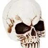 Spirit Halloween Jawless Skull -Spirit Halloween Boutique 01475961 a