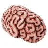 Spirit Halloween Brain Prop -Spirit Halloween Boutique 01588334 a
